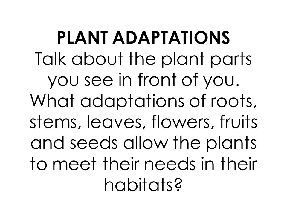 PLANT ADAPTATIONS Talk about the plant parts you see in front of you