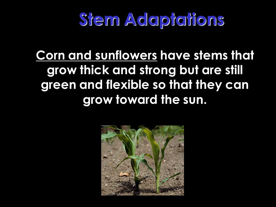Stem Adaptations Corn and sunflowers have stems that grow thick and strong but are still green and flexible so that they can grow toward the sun.