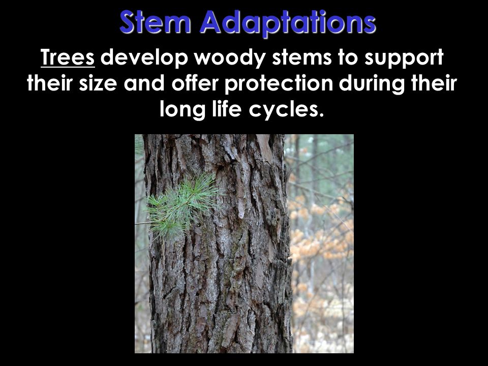 Stem Adaptations Trees develop woody stems to support their size and offer protection during their long life cycles.