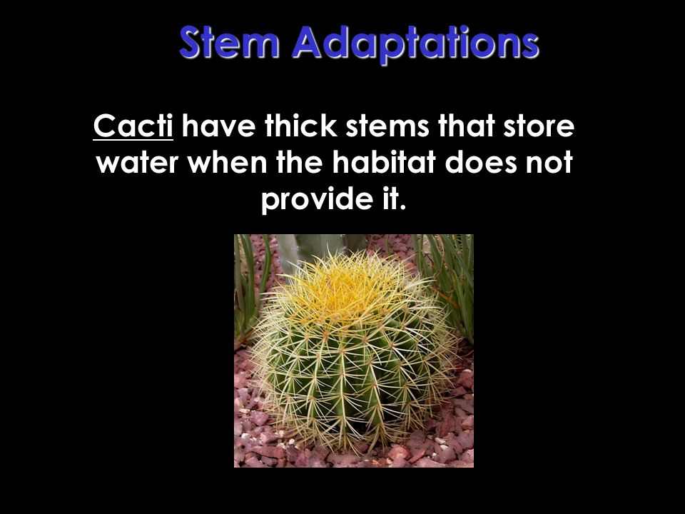 Stem Adaptations Cacti have thick stems that store water when the habitat does not provide it.