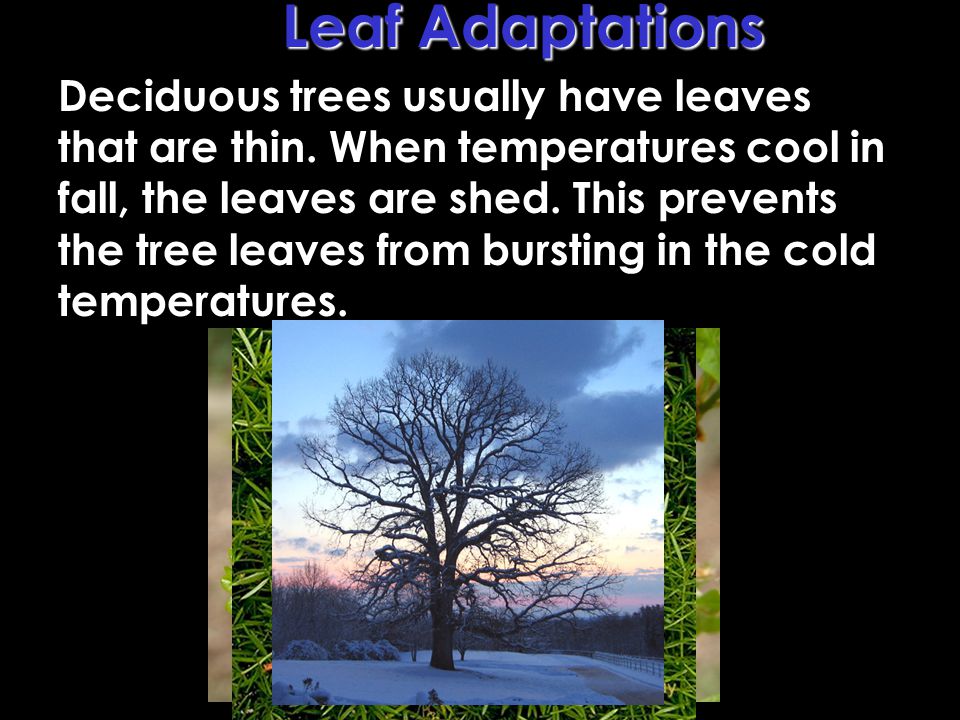 Leaf Adaptations