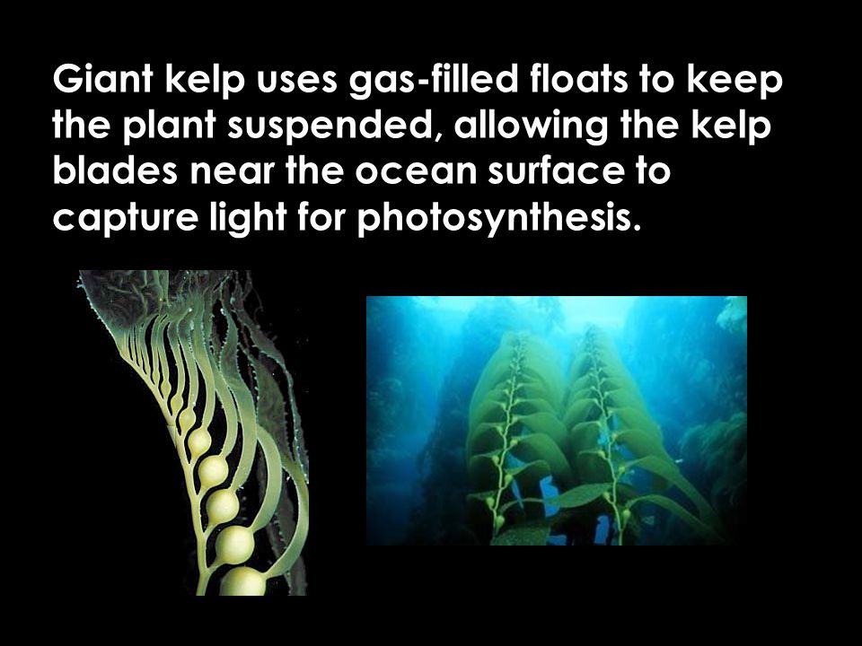 Giant kelp uses gas-filled floats to keep the plant suspended, allowing the kelp blades near the ocean surface to capture light for photosynthesis.