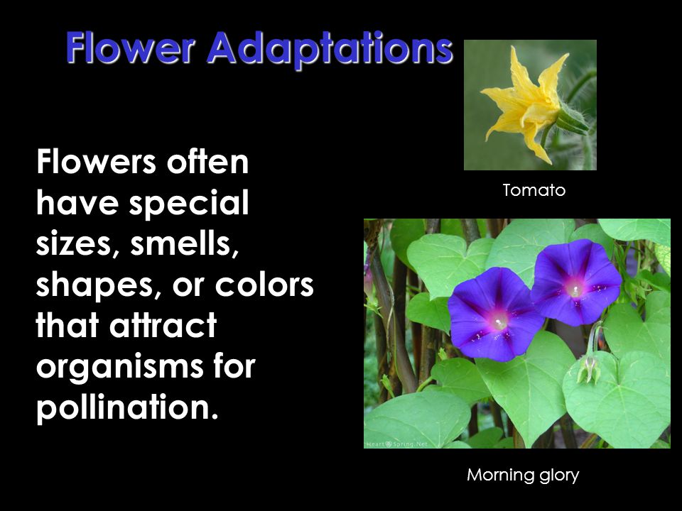 Flower Adaptations Flowers often have special sizes, smells, shapes, or colors that attract organisms for pollination.