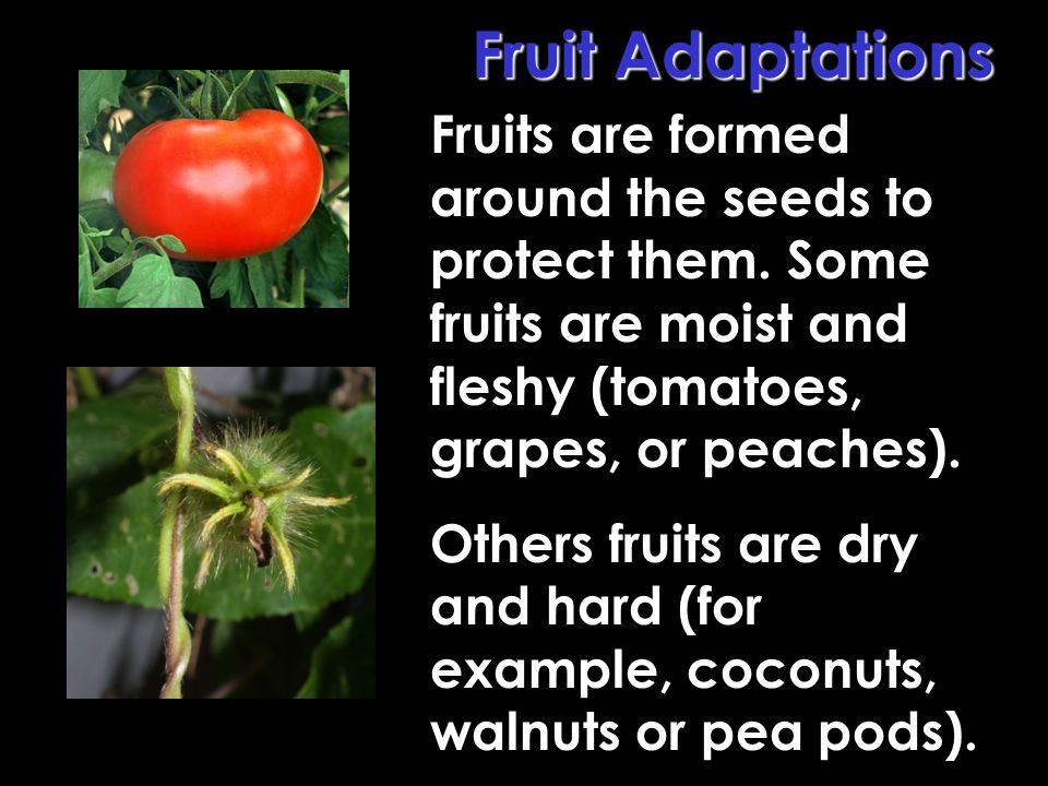 Fruit Adaptations Fruits are formed around the seeds to protect them. Some fruits are moist and fleshy (tomatoes, grapes, or peaches).