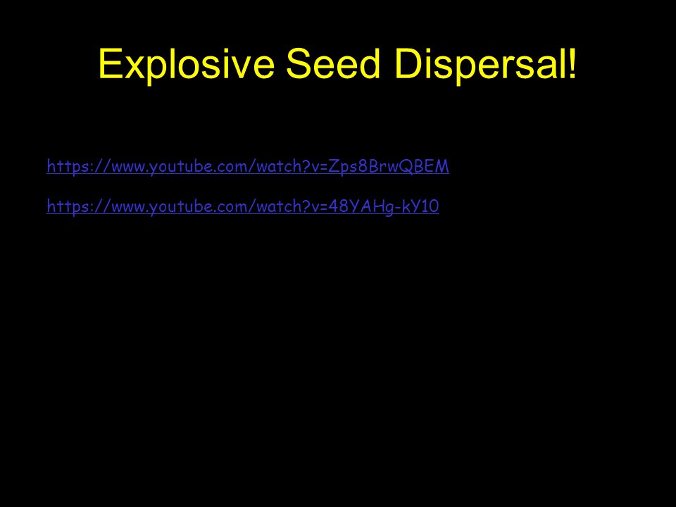 Explosive Seed Dispersal!