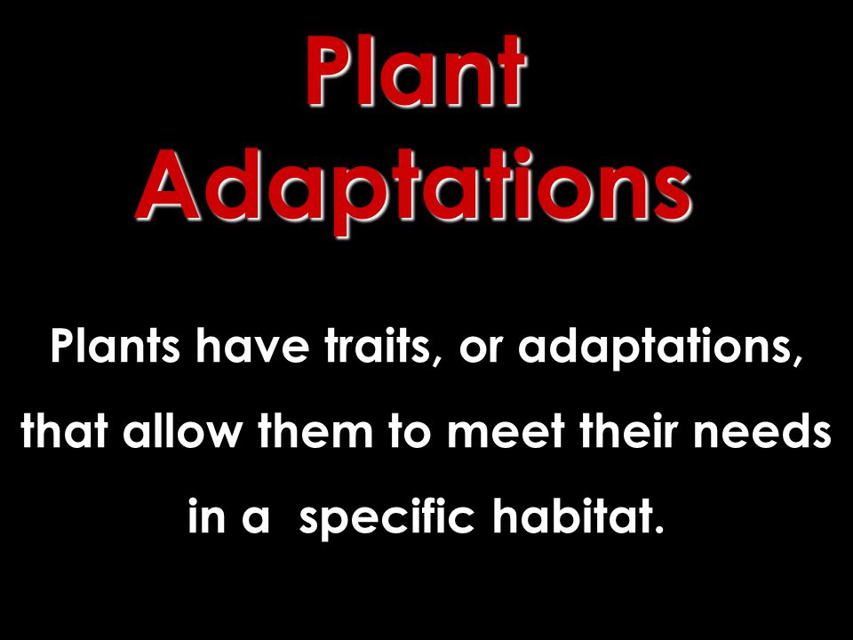Plant Adaptations Plants have traits, or adaptations,