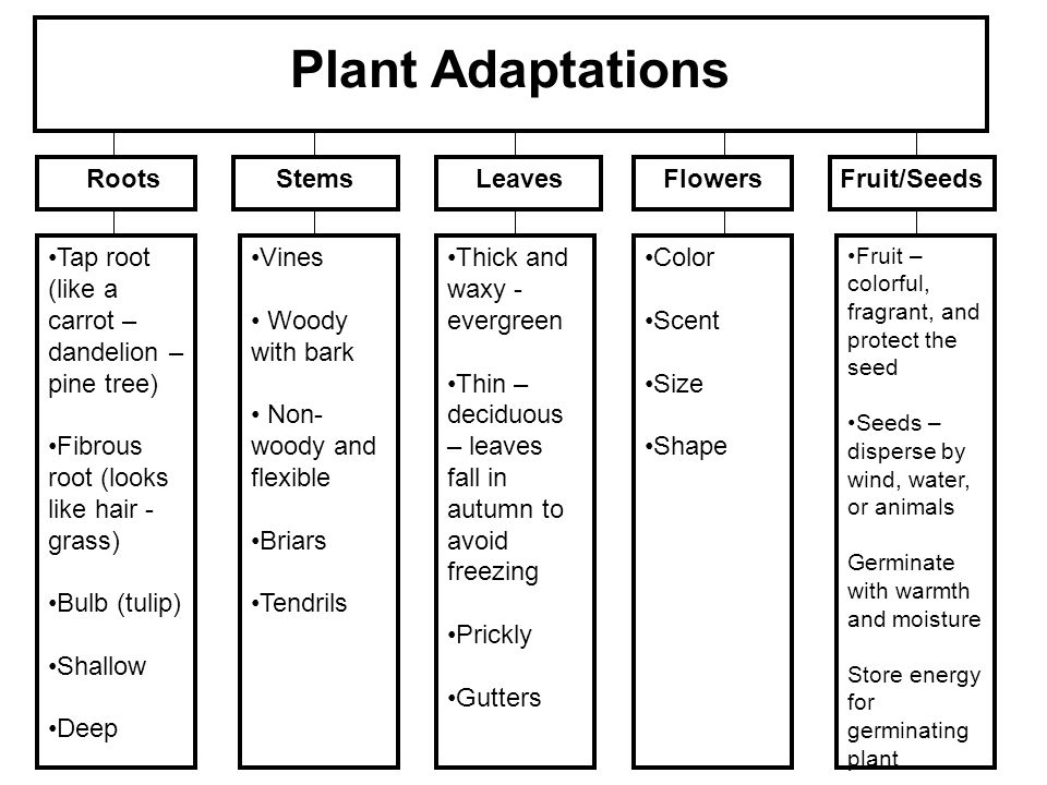Plant Adaptations Roots Stems Leaves Flowers Fruit/Seeds