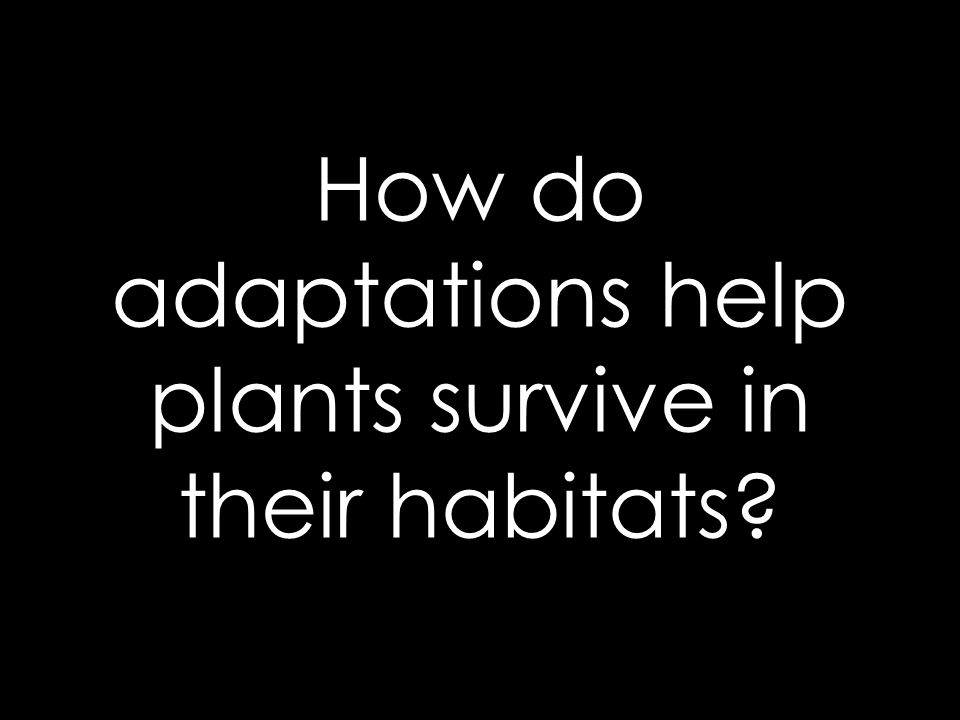 How do adaptations help plants survive in their habitats