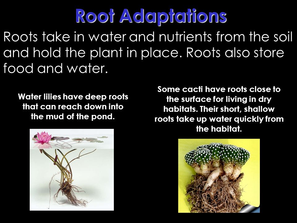 Root Adaptations Roots take in water and nutrients from the soil and hold the plant in place. Roots also store food and water.