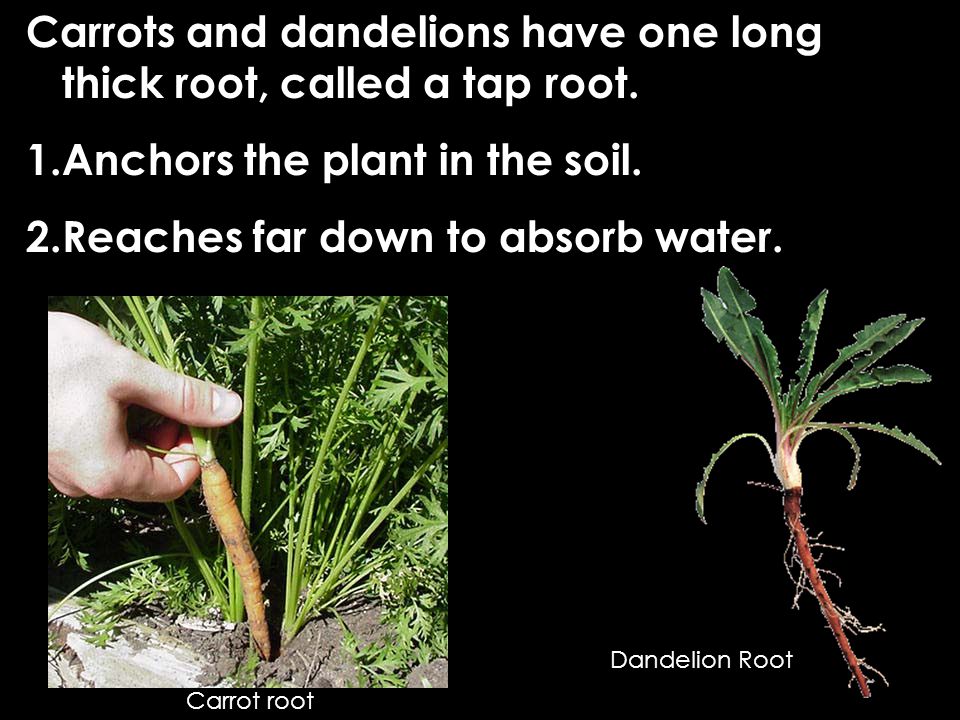 Carrots and dandelions have one long thick root, called a tap root.