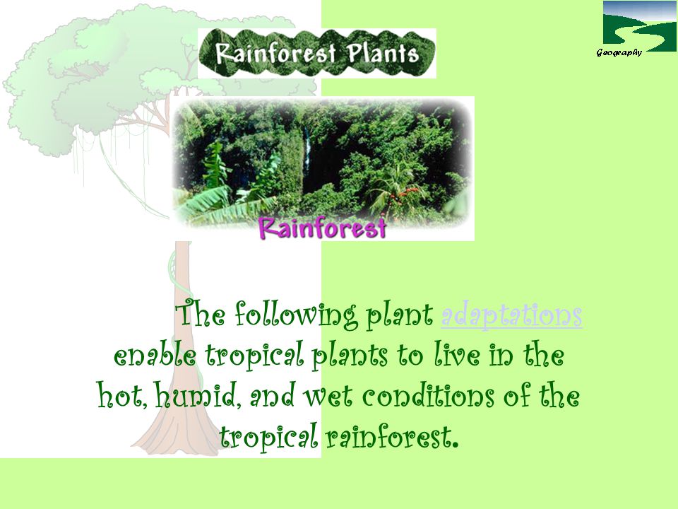 The following plant adaptations enable tropical plants to live in the hot, humid, and wet conditions of the tropical rainforest.
