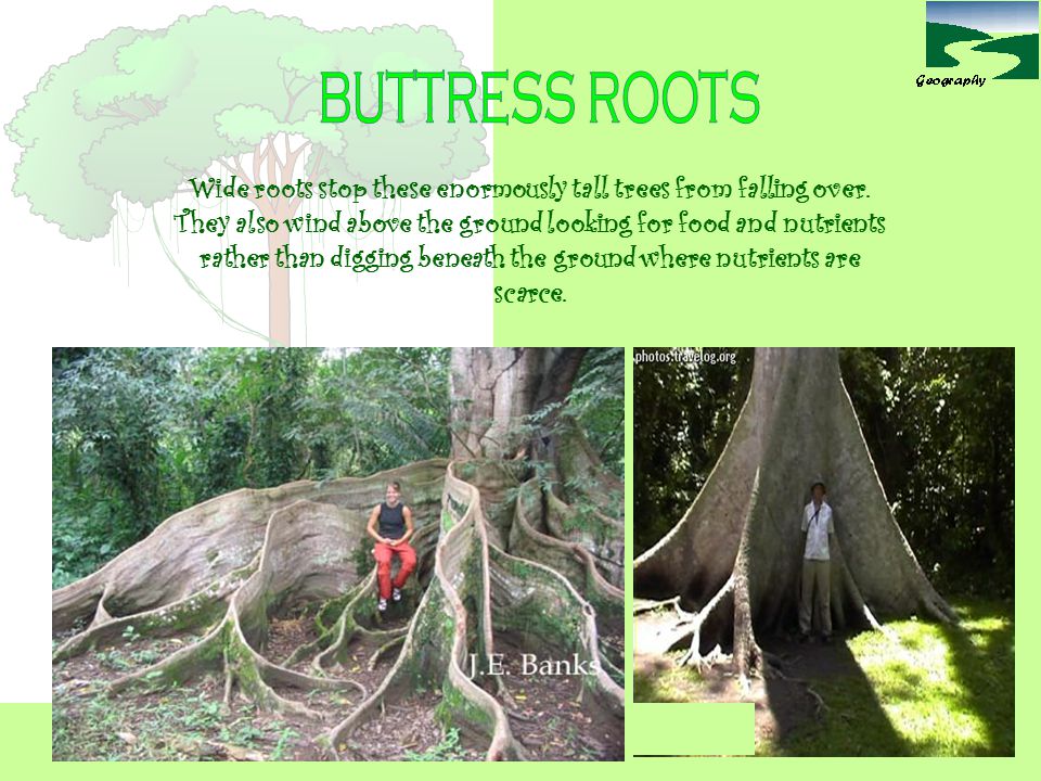 buttress roots