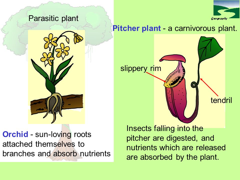 Pitcher plant - a carnivorous plant.