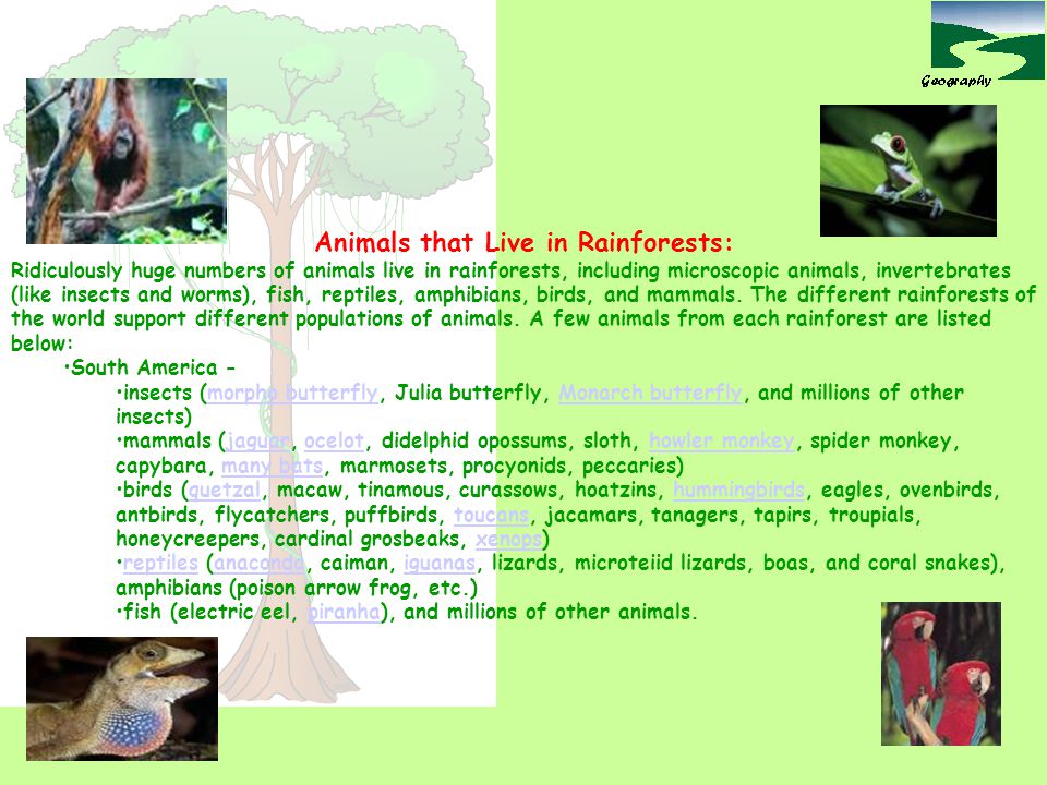 Animals that Live in Rainforests:
