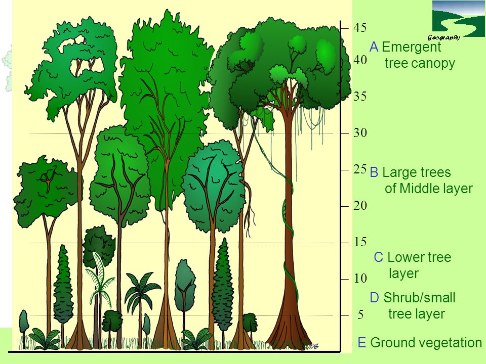 45 A Emergent tree canopy B Large trees of Middle layer 20