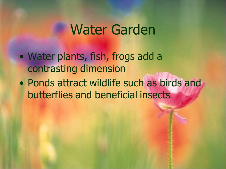 Water Garden Water plants, fish, frogs add a contrasting dimension