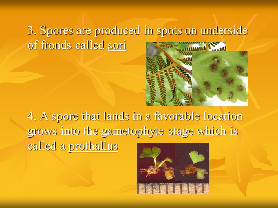 3. Spores are produced in spots on underside of fronds called sori
