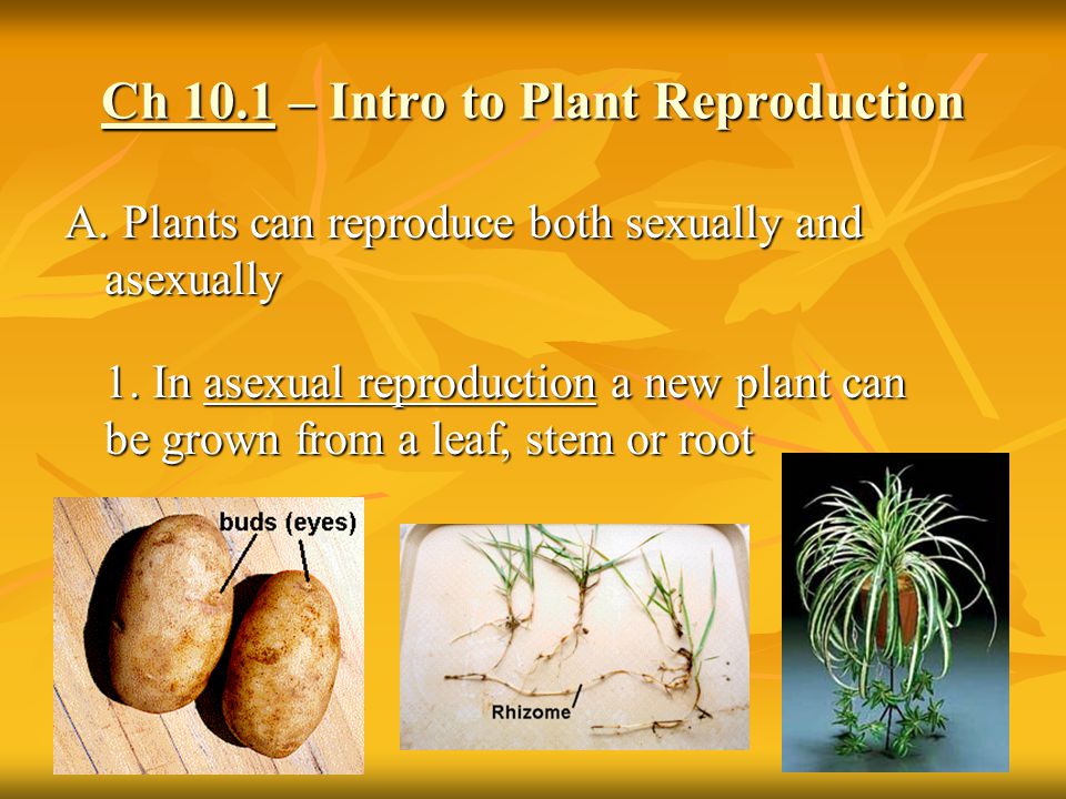Ch 10.1 – Intro to Plant Reproduction