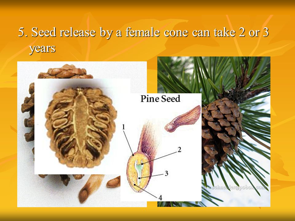 5. Seed release by a female cone can take 2 or 3 years