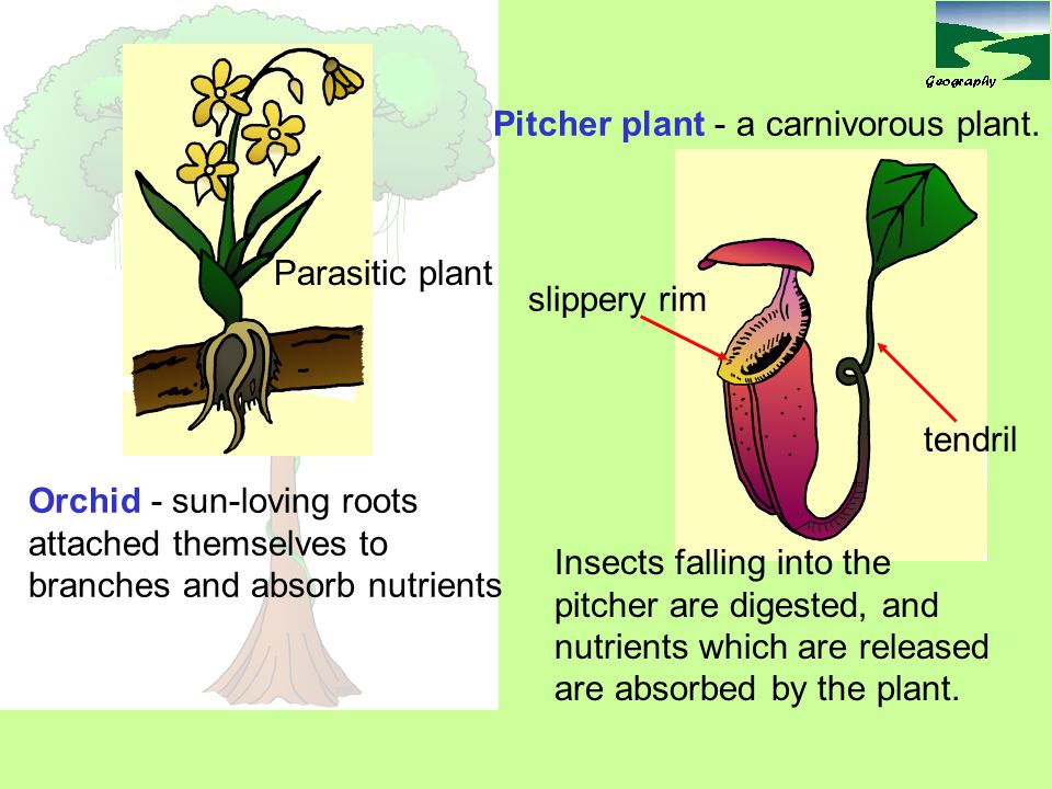 Pitcher plant - a carnivorous plant.