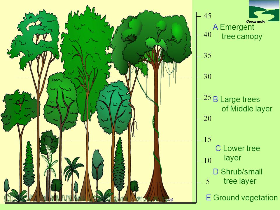A Emergent. tree canopy. B Large trees. of Middle layer.