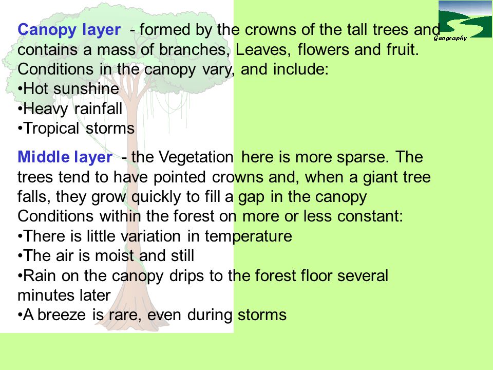 Canopy layer - formed by the crowns of the tall trees and