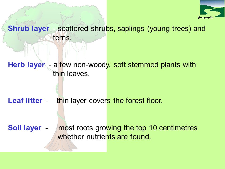 Shrub layer - scattered shrubs, saplings (young trees) and ferns.