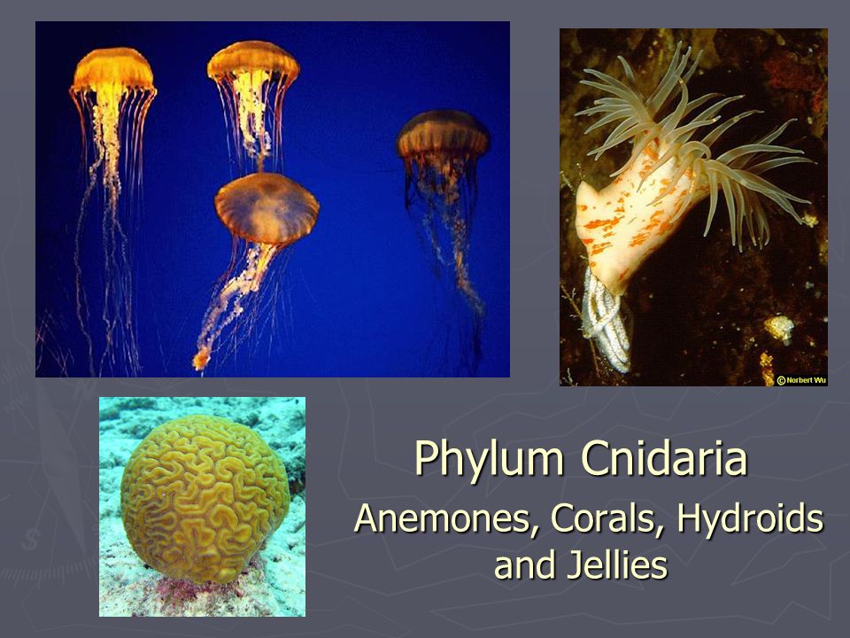 Phylum Cnidaria Anemones, Corals, Hydroids and Jellies