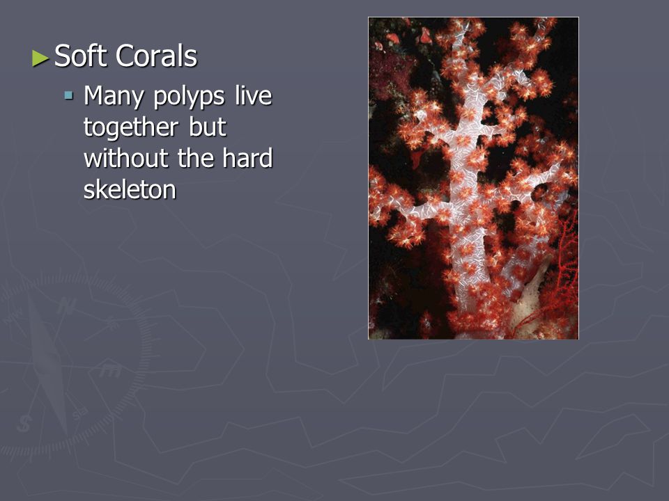 Soft Corals Many polyps live together but without the hard skeleton