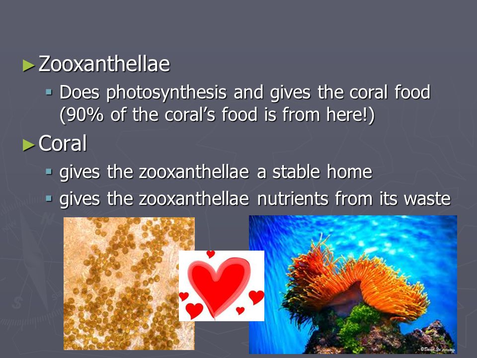 Zooxanthellae Does photosynthesis and gives the coral food (90% of the coral’s food is from here!) Coral.