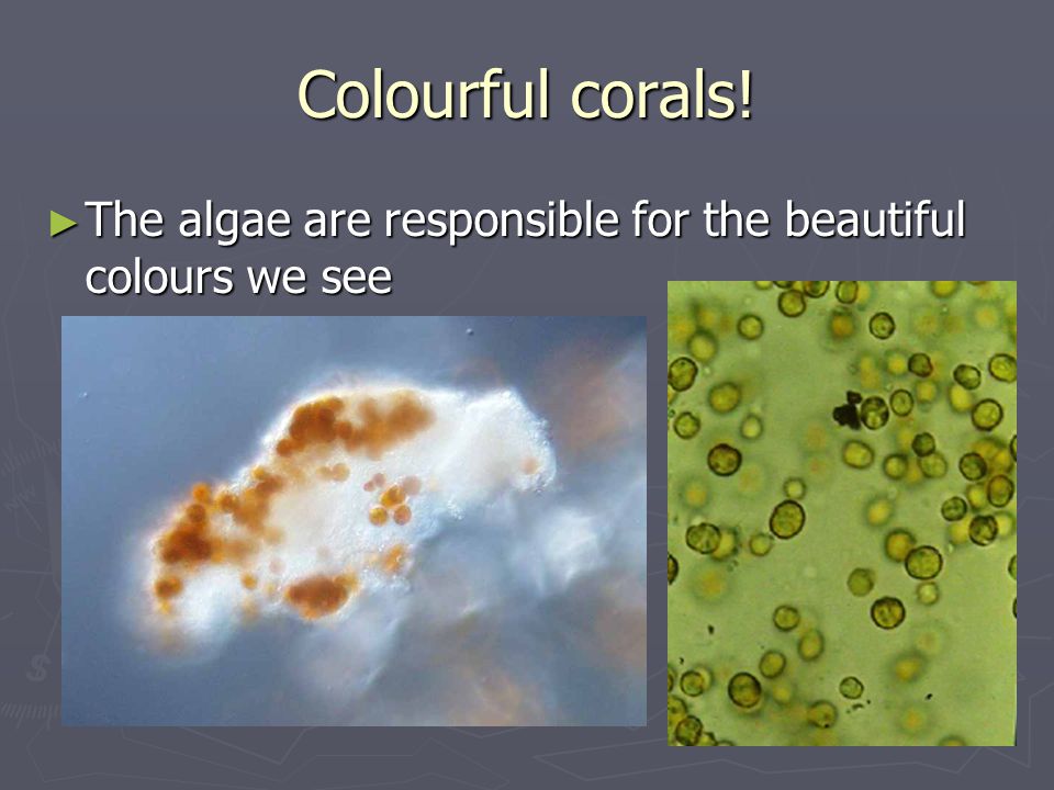 Colourful corals! The algae are responsible for the beautiful colours we see