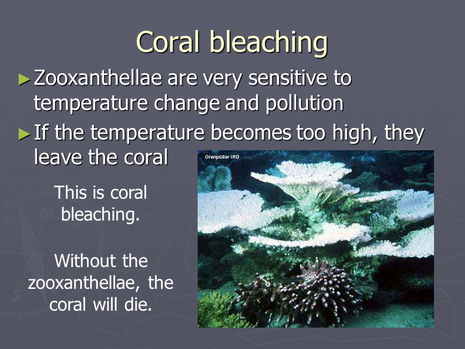 Coral bleaching Zooxanthellae are very sensitive to temperature change and pollution. If the temperature becomes too high, they leave the coral.