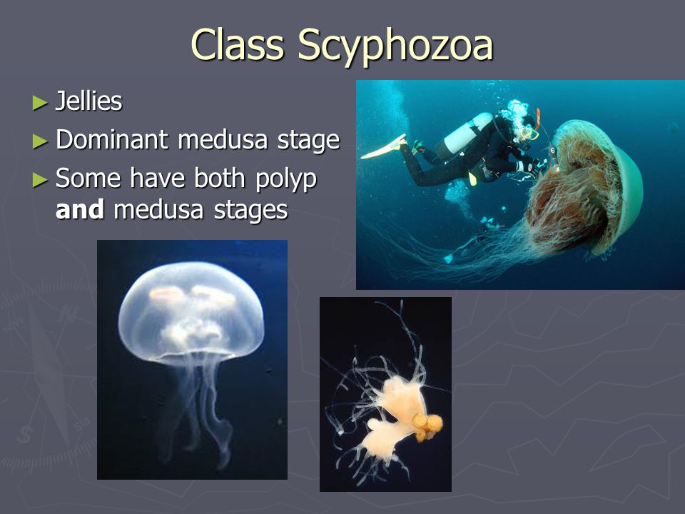 Class Scyphozoa Jellies Dominant medusa stage