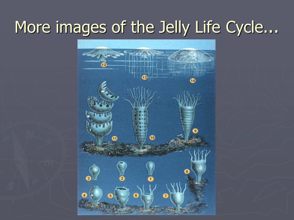 More images of the Jelly Life Cycle...