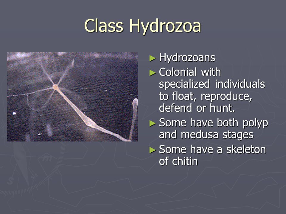 Class Hydrozoa Hydrozoans