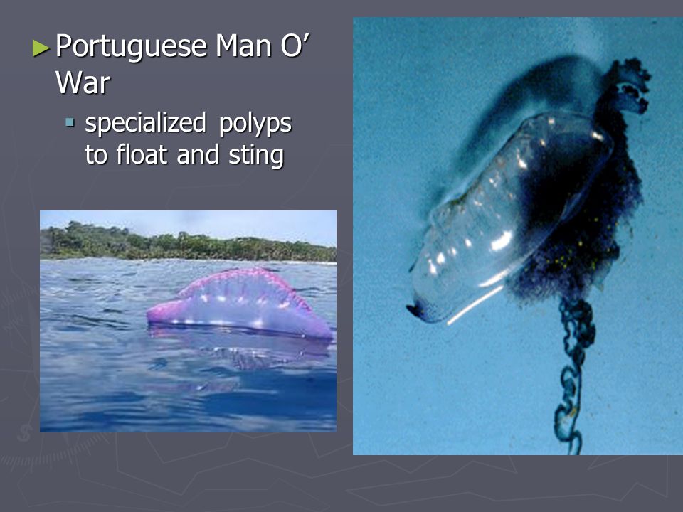 Portuguese Man O’ War specialized polyps to float and sting