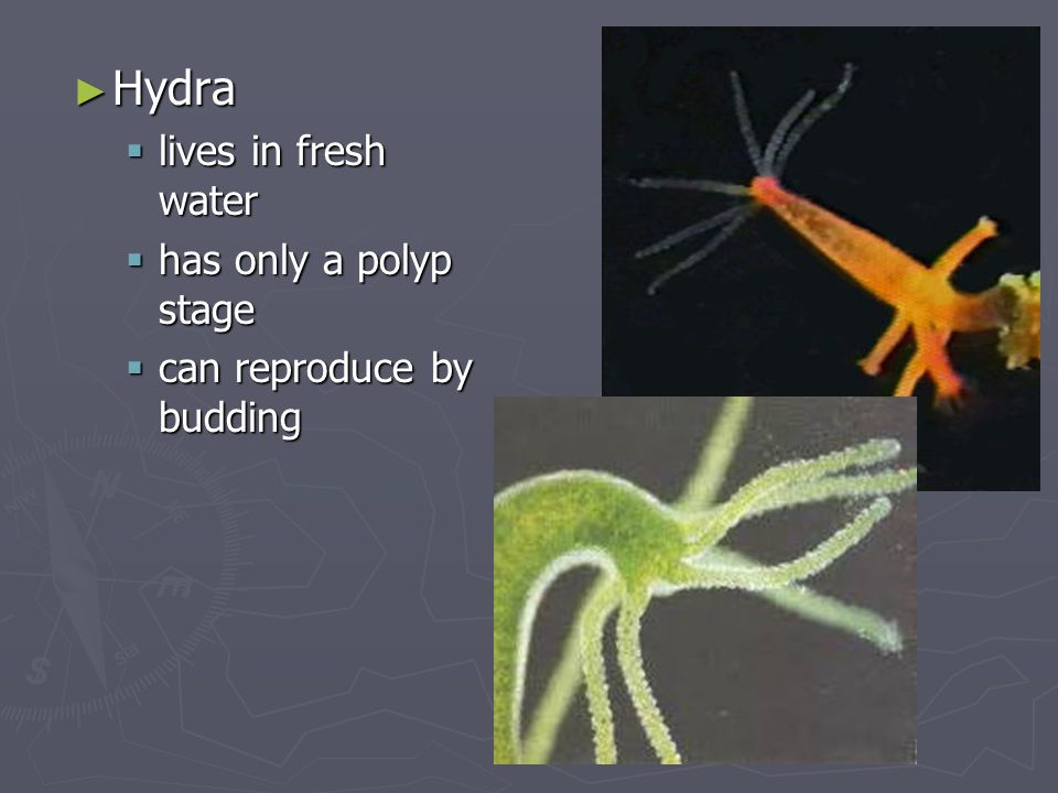 Hydra lives in fresh water has only a polyp stage