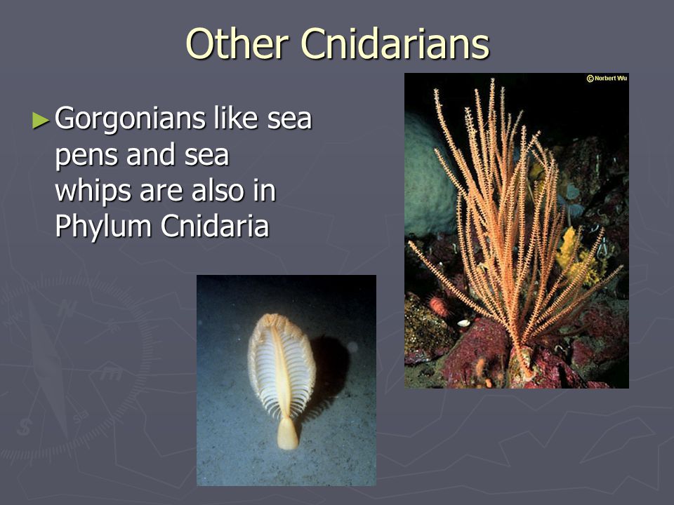 Other Cnidarians Gorgonians like sea pens and sea whips are also in Phylum Cnidaria