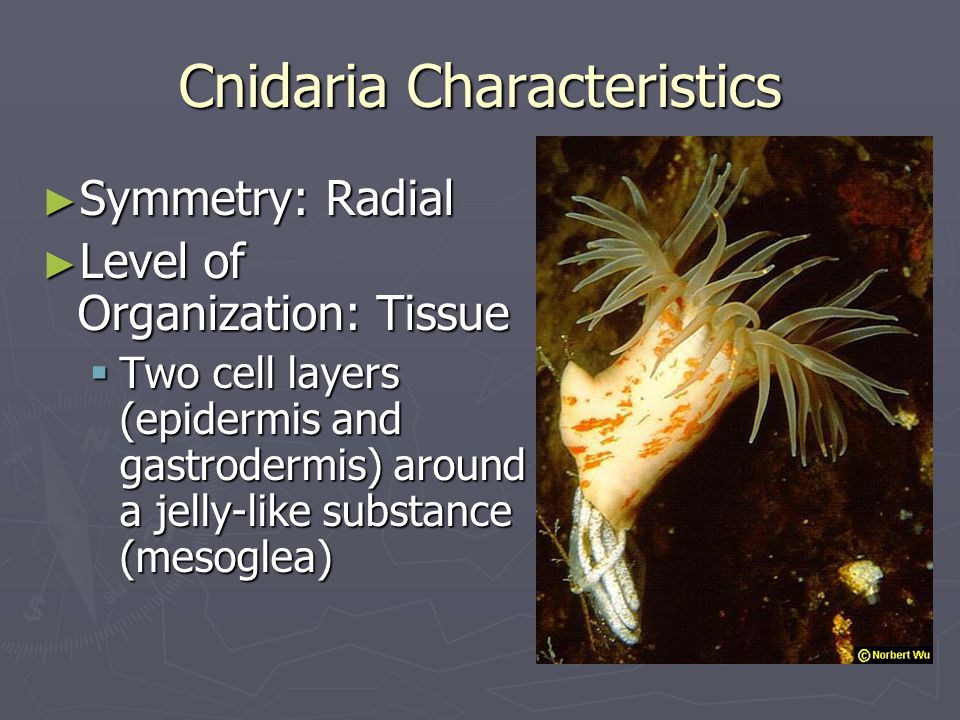 Cnidaria Characteristics