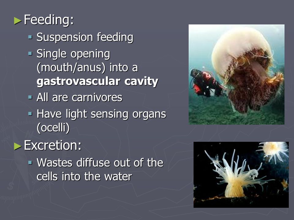 Feeding: Excretion: Suspension feeding