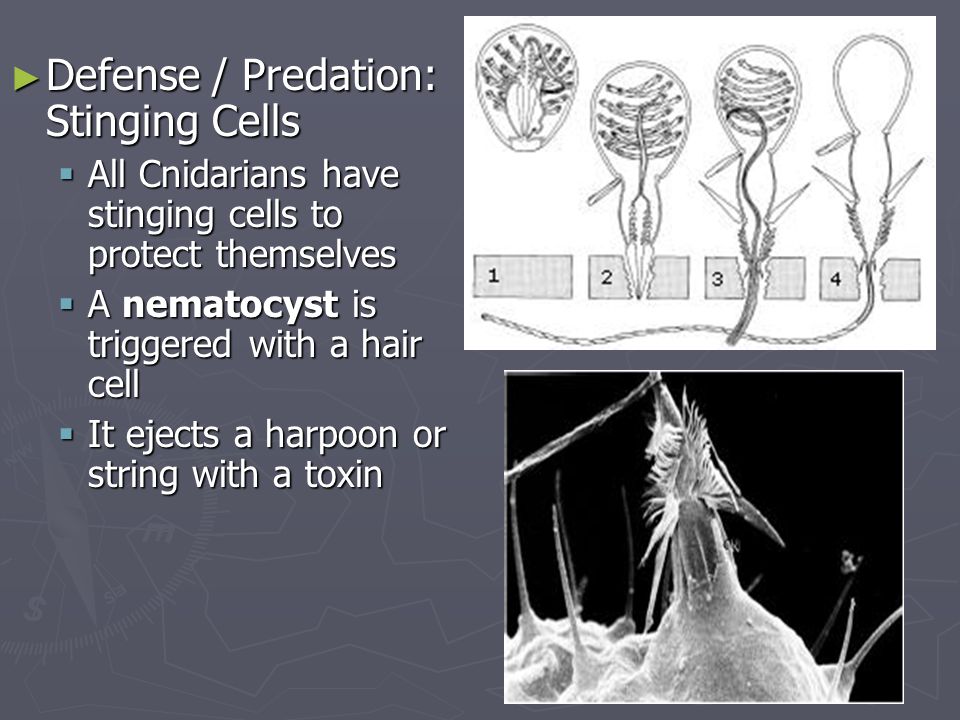 Defense / Predation: Stinging Cells