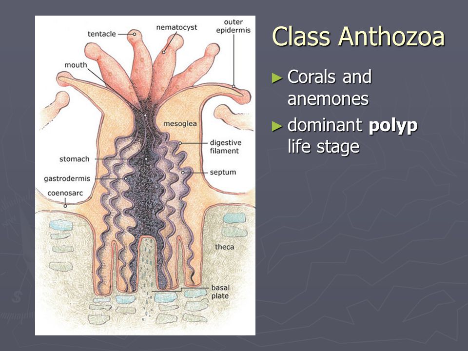 Class Anthozoa Corals and anemones dominant polyp life stage