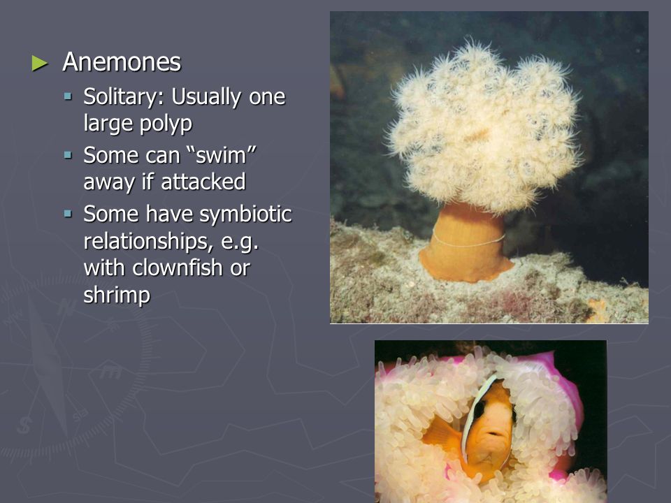 Anemones Solitary: Usually one large polyp
