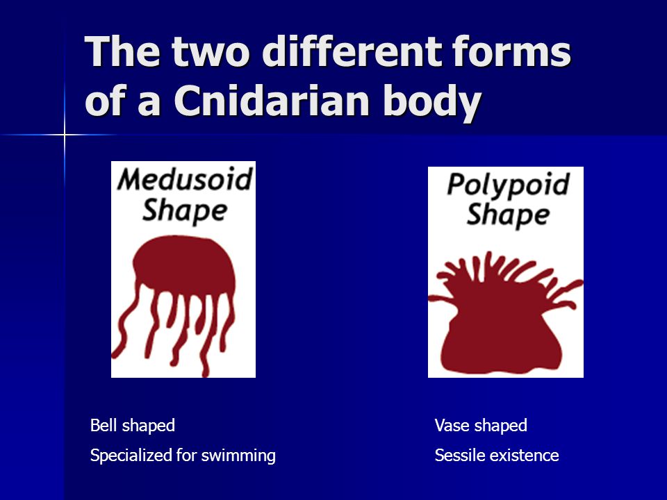 The two different forms of a Cnidarian body