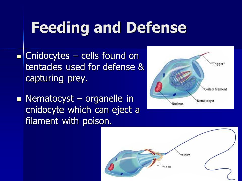 Feeding and Defense Cnidocytes – cells found on tentacles used for defense & capturing prey.