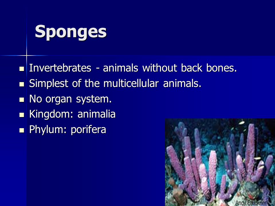Sponges Invertebrates - animals without back bones.