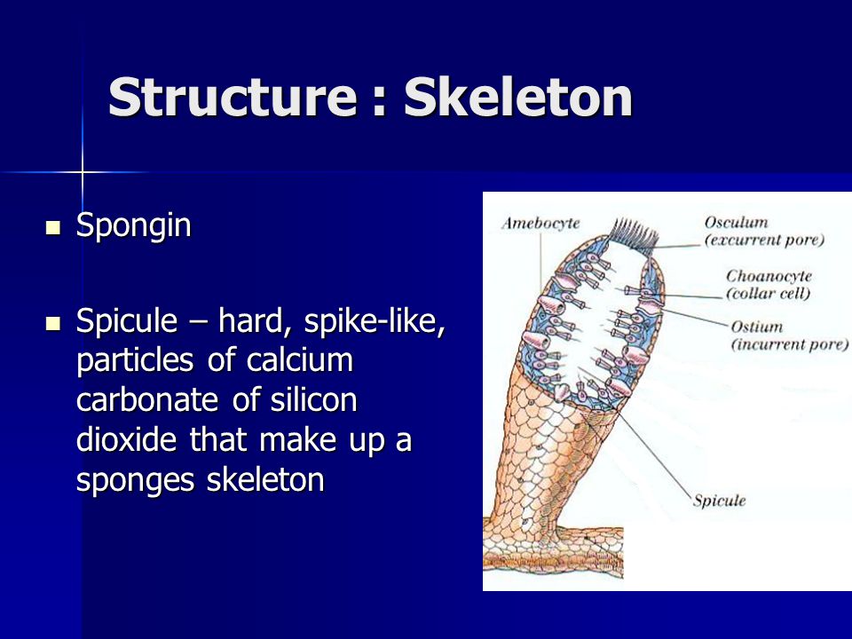 Structure : Skeleton Spongin