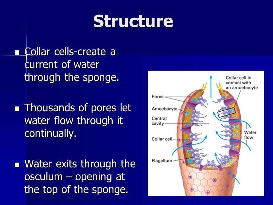 Structure Collar cells-create a current of water through the sponge.