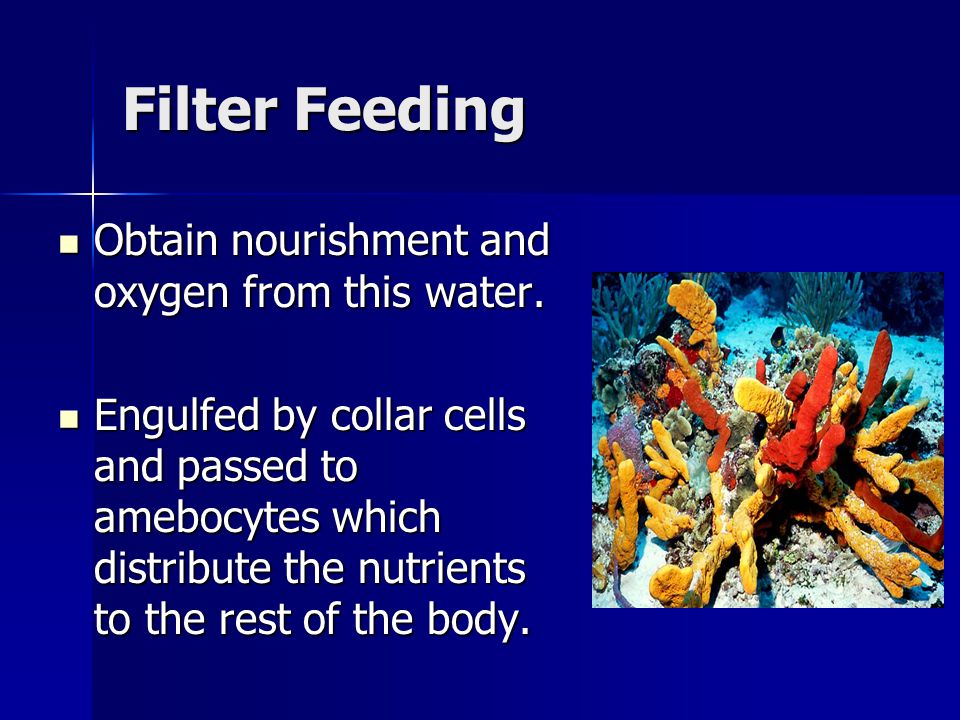 Filter Feeding Obtain nourishment and oxygen from this water.
