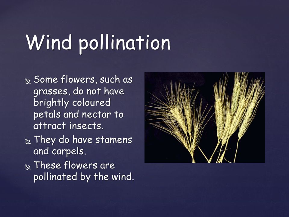 Wind pollination Some flowers, such as grasses, do not have brightly coloured petals and nectar to attract insects.